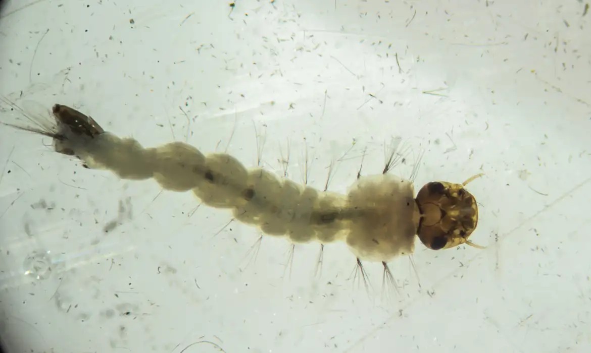 Brasil inaugura maior biofábrica do mundo de aedes que combate doenças