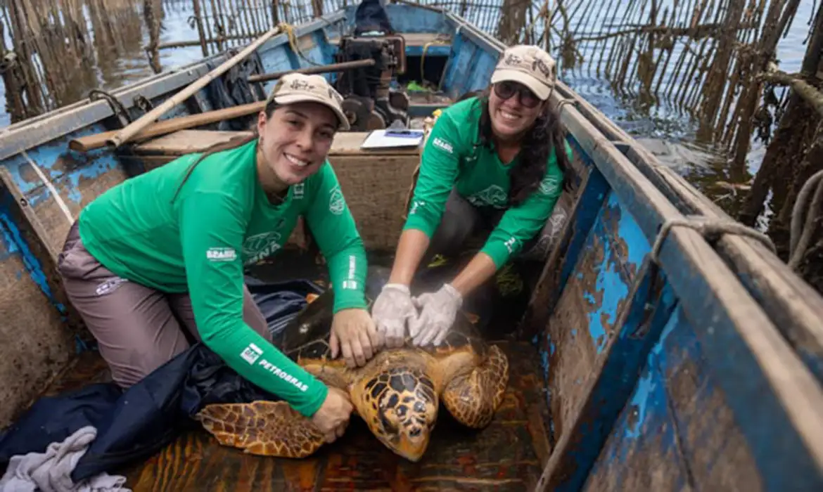 Tartarugas-cabeçudas reaparecem na Baía de Guanabara